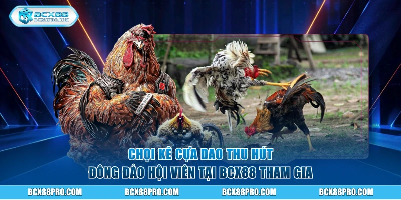 Chọi kê cựa dao thu hút đông đảo hội viên tại BCX88 tham gia