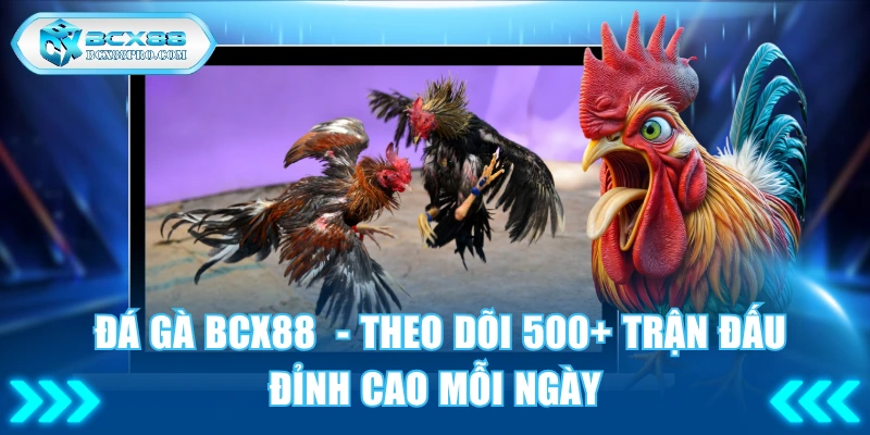 Đá Gà BCX88 - Theo Dõi 500+ Trận Đấu Đỉnh Cao Mỗi Ngày