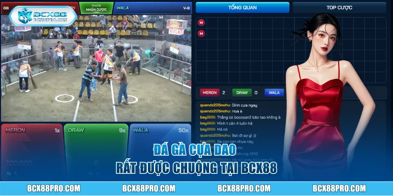 Đá Gà Cựa Dao BCX88 Và Thể Lệ Tổ Chức Chuyên Nghiệp 1 Đá gà cựa dao rất được chuộng tại BCX88