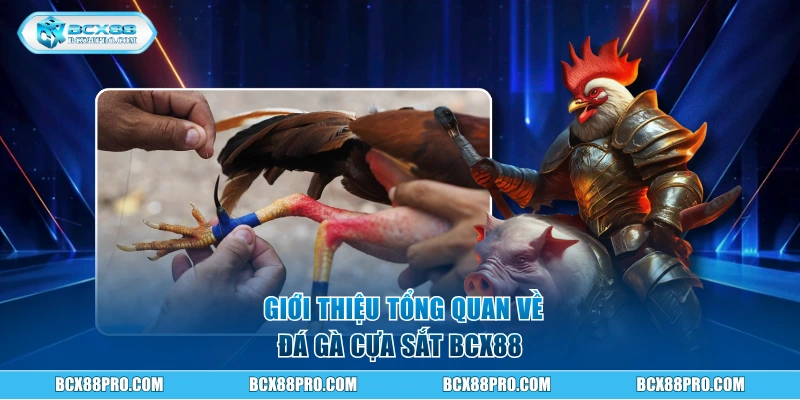 Giới thiệu vài nét tổng quan về đá gà cựa sắt