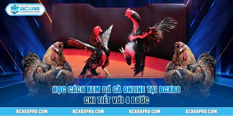 Tìm Hiểu Cách Xem Đá Gà Online Chuẩn Trên Nền Tảng BCX88 2 Học cách xem đá gà online chi tiết với 4 bước