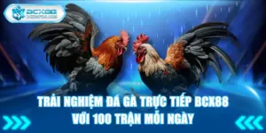 Đá gà trực tiếp