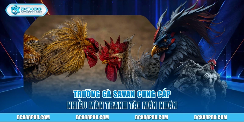 Trường gà Savan cung cấp nhiều màn tranh tài mãn nhãn