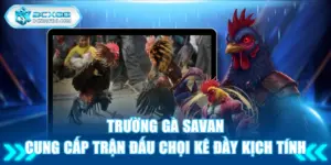 Trường gà Savan
